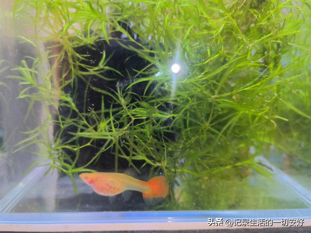 大魚缸適合養孔雀魚嗎：大魚缸養孔雀魚有哪些優點？