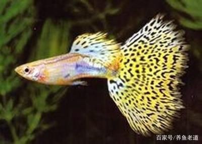 大魚缸適合養孔雀魚嗎：大魚缸養孔雀魚有哪些優點？