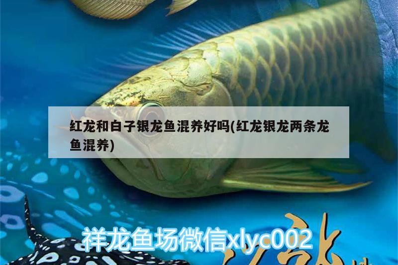 紅龍和白子銀龍魚混養(yǎng)好嗎(紅龍銀龍兩條龍魚混養(yǎng))