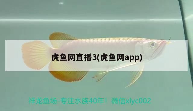 寵物貓和龍貓混養(yǎng)需要多大的空間，養(yǎng)寵物貓和龍貓時需要確保它們有足夠的空間來活動、玩耍和休息