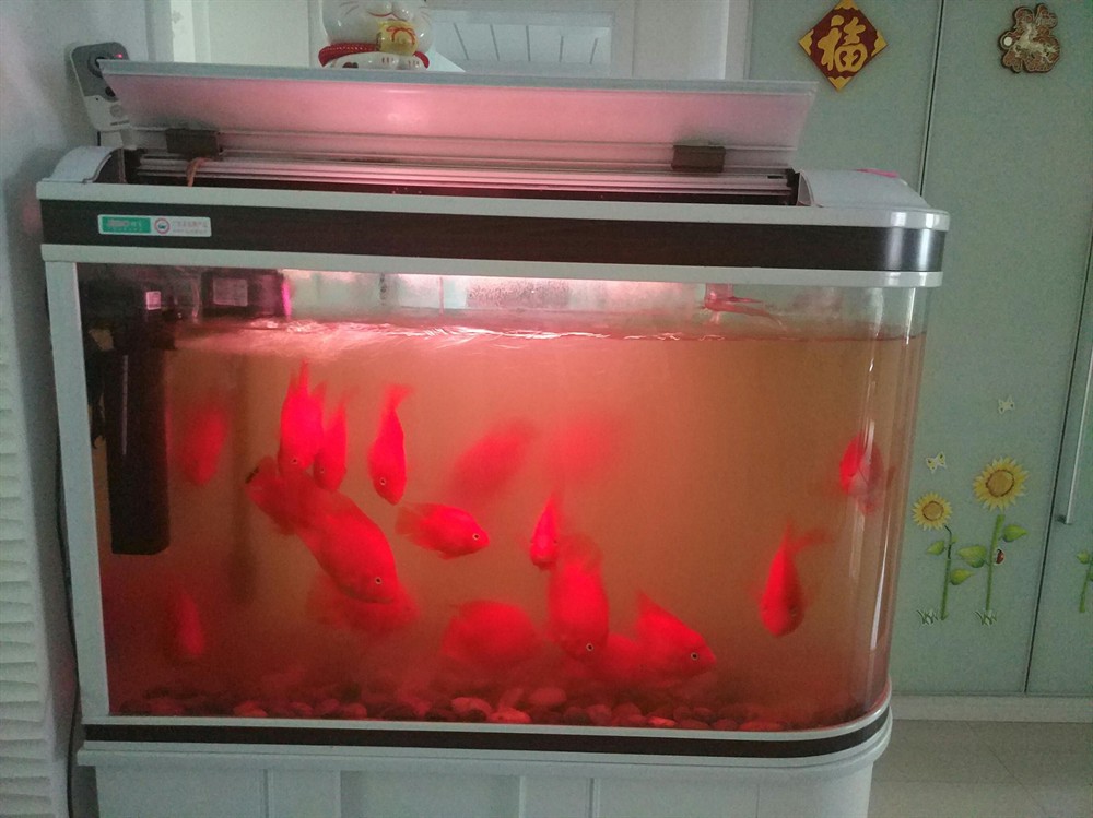 詳細閱讀:1.2米魚缸養幾條鸚鵡魚合適:1.2米的魚缸養幾條鸚鵡魚合適 1.2米魚缸養幾條鸚鵡魚合適:1.2米的魚缸養幾條鸚鵡魚合適