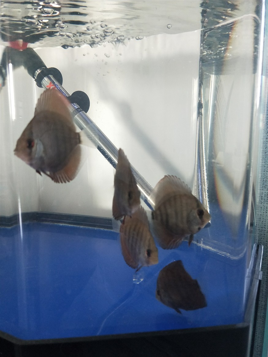 問？換完了水不插加熱棒會怎么樣？