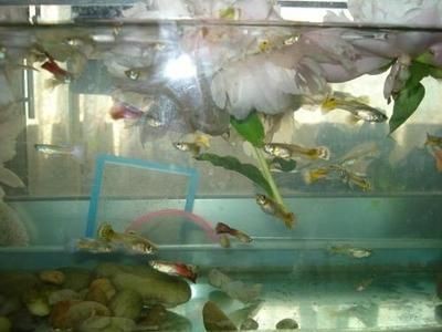 大魚缸加水加到哪