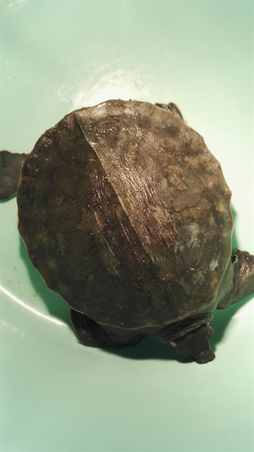 豬鼻龜這樣治療可以嗎