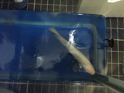 龍魚虎魚混養(yǎng)尺寸多少好（龍魚虎魚混養(yǎng)尺寸多少好養(yǎng)）