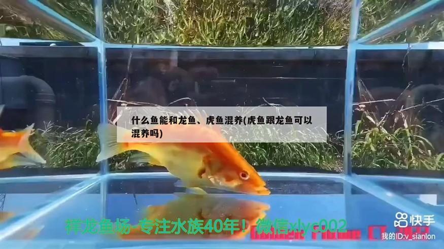 什么魚能和龍魚、虎魚混養(虎魚跟龍魚可以混養嗎)