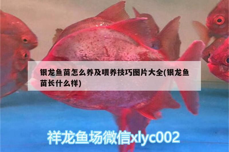 銀龍魚苗怎么養及喂養技巧圖片大全(銀龍魚苗長什么樣)
