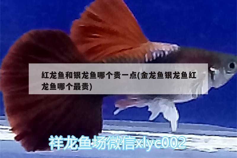 紅龍魚和銀龍魚哪個貴一點(金龍魚銀龍魚紅龍魚哪個最貴)