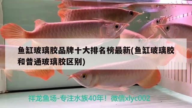 魚缸玻璃膠品牌十大排名榜最新(魚缸玻璃膠和普通玻璃膠區別)
