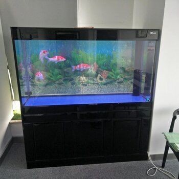 大型魚缸用什么消毒比較好：大型魚缸消毒方法
