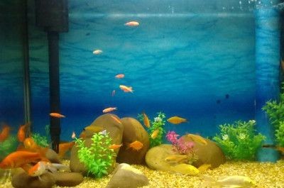 玻璃魚(yú)缸膠好要幾天才能放水：如何去除魚(yú)缸玻璃膠