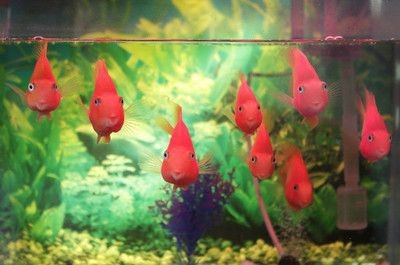 玻璃魚(yú)缸膠好要幾天才能放水：如何去除魚(yú)缸玻璃膠
