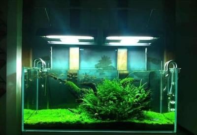 對魚缸吹氣泡增加二氧化碳的作用：二氧化碳在魚缸中的作用