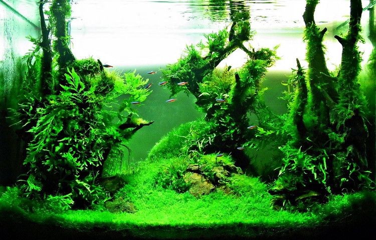 對魚缸吹氣泡增加二氧化碳的作用：二氧化碳在魚缸中的作用