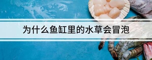 對魚缸吹氣泡增加二氧化碳的作用：二氧化碳在魚缸中的作用