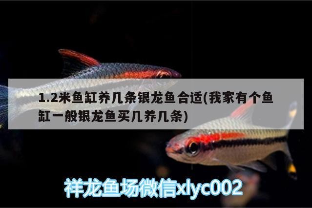 1.2米魚缸養幾條銀龍魚合適(我家有個魚缸一般銀龍魚買幾養幾條)