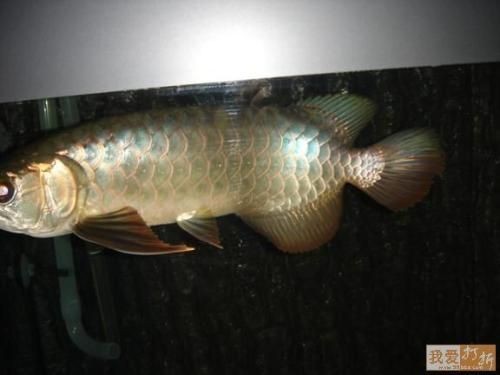 藍底過背好還是金底過背龍魚好看些呢 藍底過背好還是金底過背龍魚好看些呢 龍魚百科 第1張