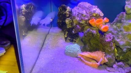 大梅趕海魚缸怎么養(yǎng)：大梅趕海魚缸養(yǎng)護(hù)方法