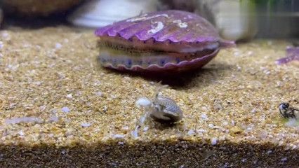 大梅趕海魚缸怎么養(yǎng)：大梅趕海魚缸養(yǎng)護(hù)方法