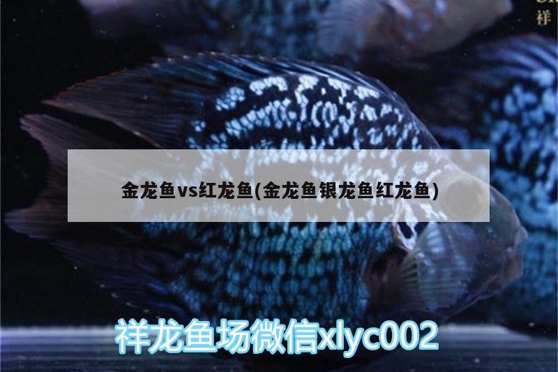 金龍魚vs紅龍魚(金龍魚銀龍魚紅龍魚)