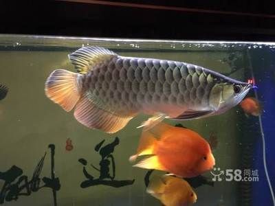 30公分龍魚吃多少