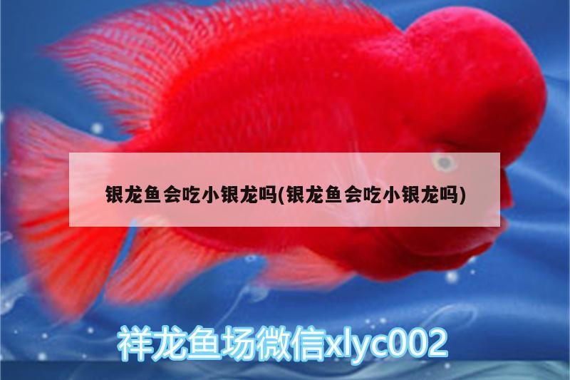 銀龍魚會吃小銀龍嗎(銀龍魚會吃小銀龍嗎)