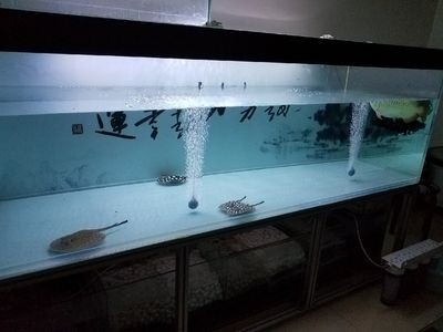 大魚缸底濾過濾器底部過濾系統怎么安裝：大魚缸底部過濾器底部過濾器的安裝步驟是什么步驟