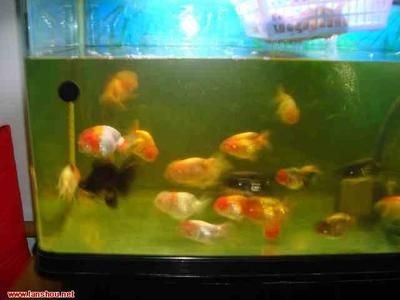 大魚缸能養(yǎng)蘭壽嗎：蘭壽魚缸養(yǎng)蘭壽久了會怎么樣、深缸養(yǎng)蘭壽久了會怎么樣