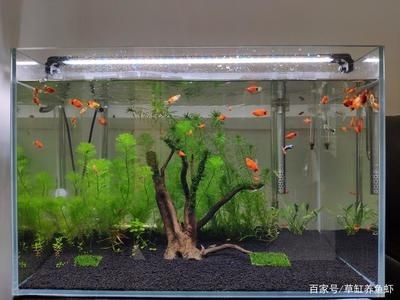 大魚缸水草盆怎么選擇：大魚缸水草盆選擇水草盆需要注意水草的種類和養護需求