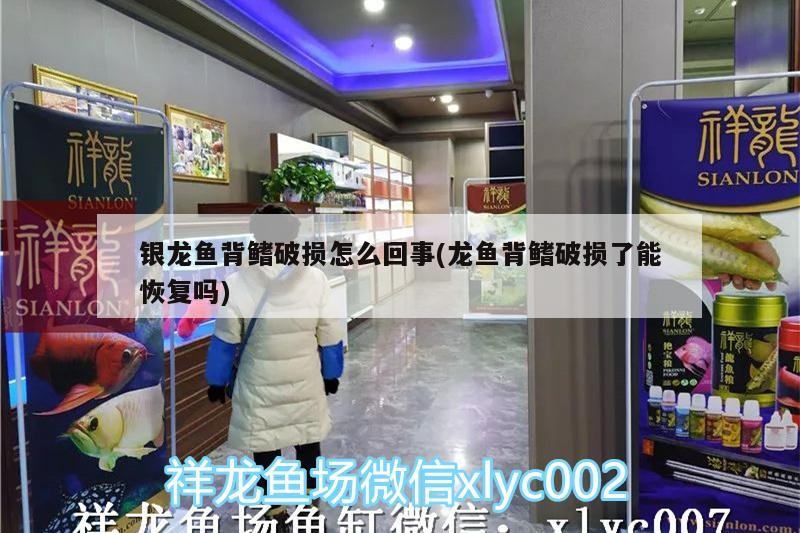 銀龍魚背鰭破損怎么回事(龍魚背鰭破損了能恢復嗎)
