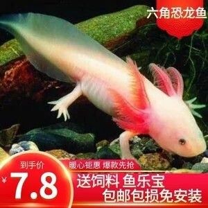 龍魚吃錦鯉飼料沒事吧怎么回事兒啊