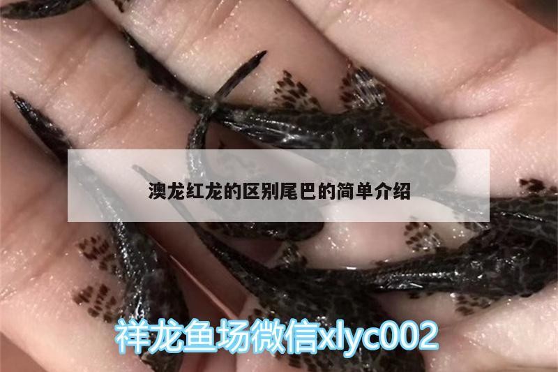 血紅龍魚(yú)能活多少年壽命（血紅龍魚(yú)能活多少年壽命啊）
