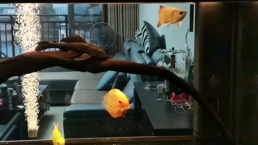 這就是我要的水清魚(yú)靚??????