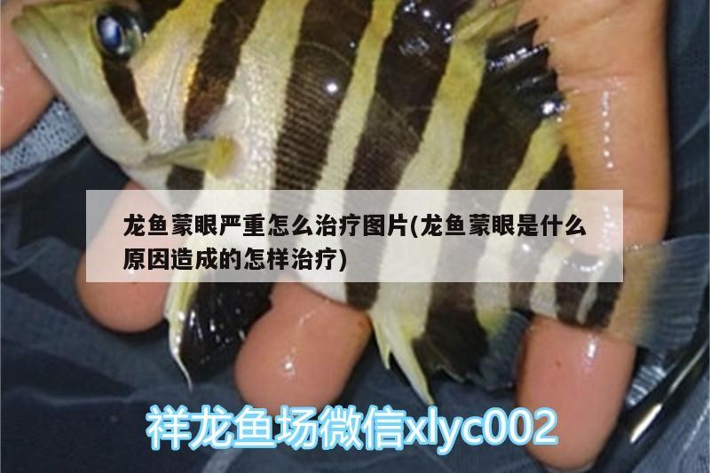 龍魚蒙眼嚴重怎么治療圖片(龍魚蒙眼是什么原因造成的怎樣治療)