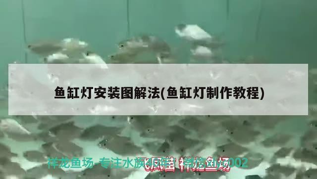 紅龍魚混養最佳5種配魚，紅龍魚和什么魚混養最好，關于紅龍魚混養的一些問題