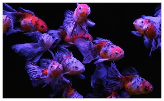 龍虎魚是什么魚（龍虎魚是什么魚圖片）