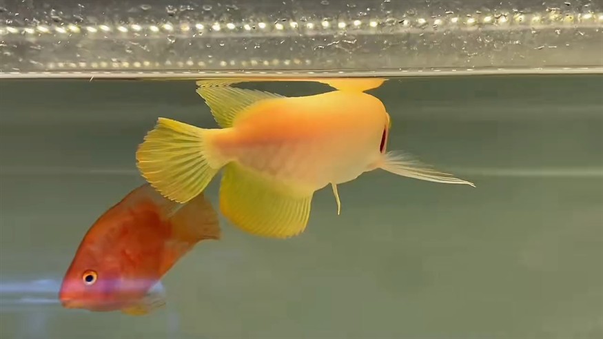 紅眼白子金龍