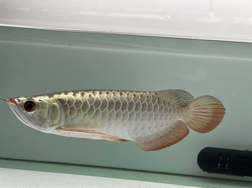 過背金龍幼魚長大了