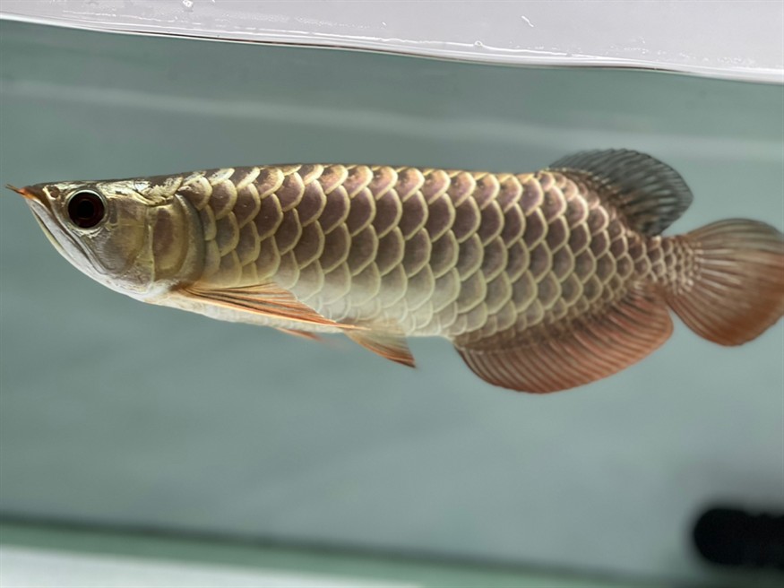 過背金龍幼魚長大了