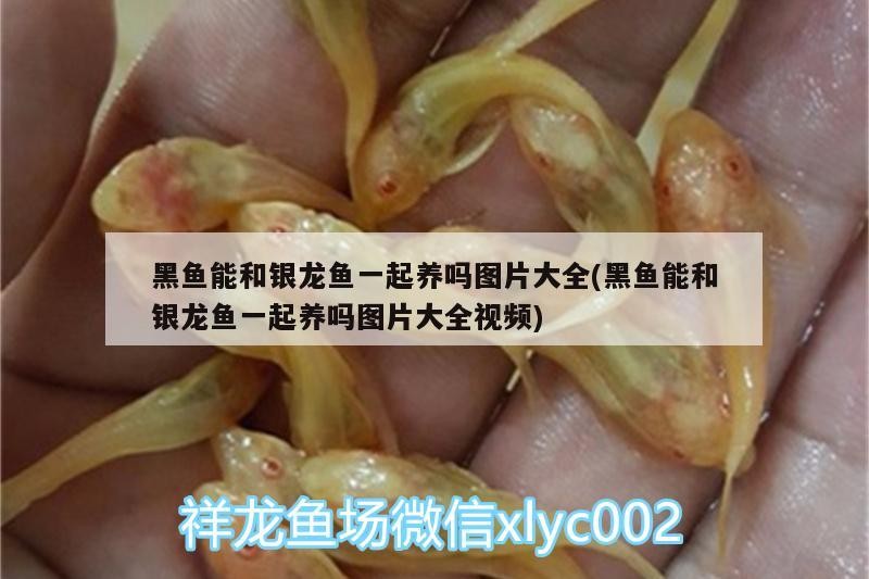 黑魚能和銀龍魚一起養嗎圖片大全(黑魚能和銀龍魚一起養嗎圖片大全視頻)