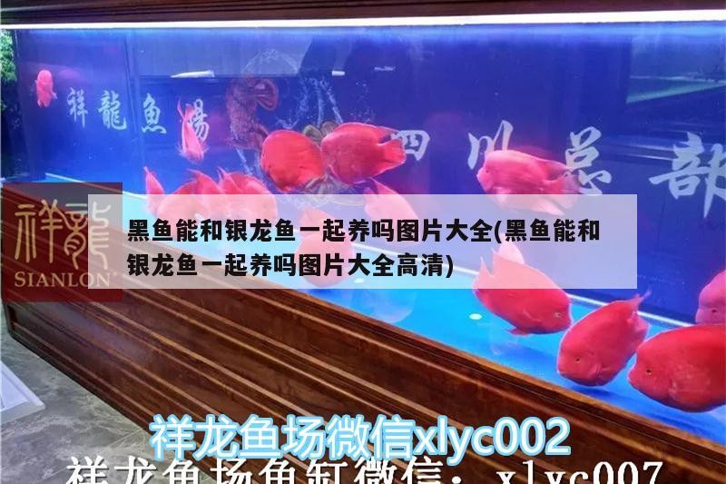 黑魚能和銀龍魚一起養嗎圖片大全(黑魚能和銀龍魚一起養嗎圖片大全高清)