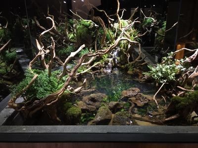 大型魚缸怎么造景好看又簡單：大型魚缸造景基礎知識
