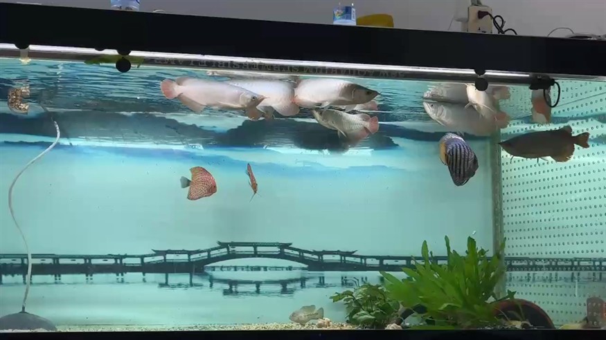 一眨眼又半個月