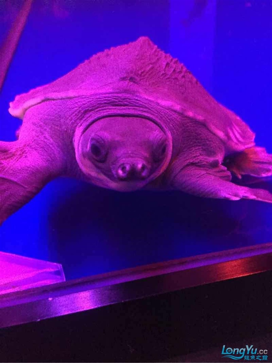 魚友幫忙看看豬鼻龜