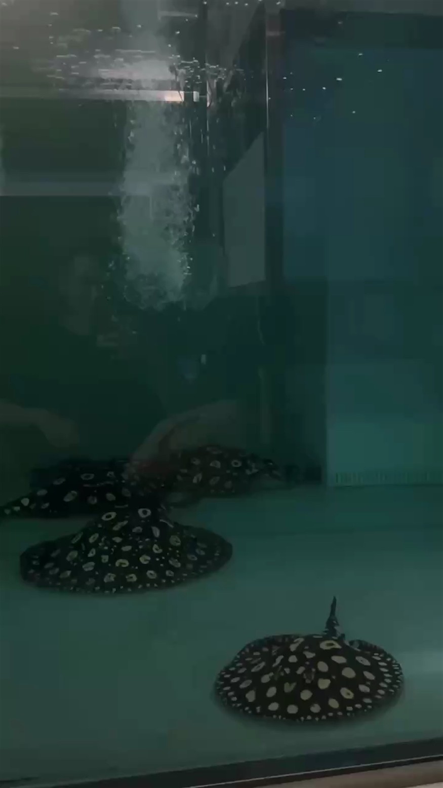 好久沒(méi)座著靜靜的看魚(yú)
