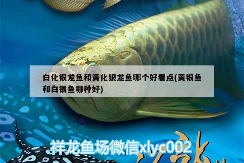 白化銀龍魚(yú)和黃化銀龍魚(yú)哪個(gè)好看點(diǎn)(黃銀魚(yú)和白銀魚(yú)哪種好)