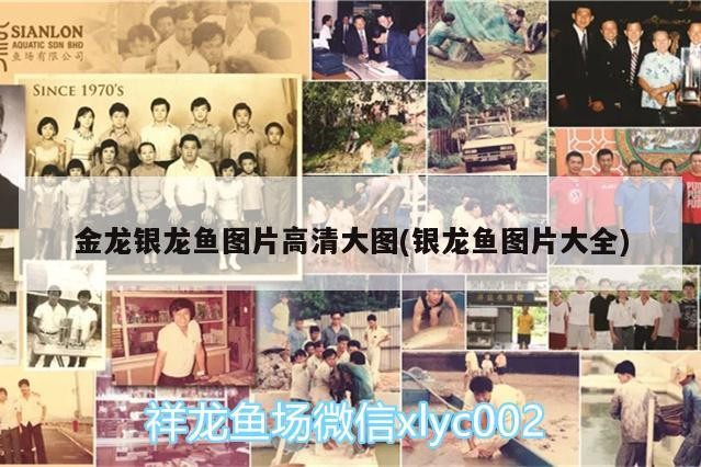 金龍銀龍魚圖片高清大圖(銀龍魚圖片大全)