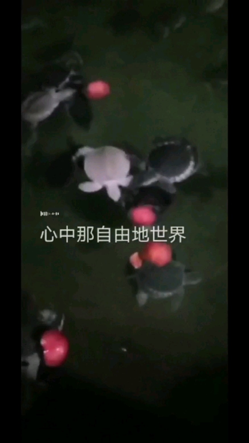 豬鼻龜吃西紅柿