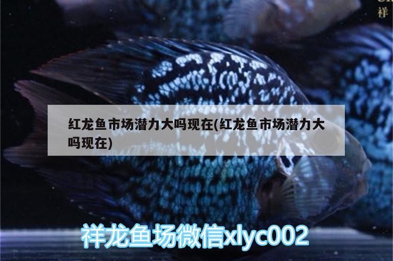 20公分的銀龍魚能吃多大的魚(20厘米銀龍魚能吃小魚嗎)