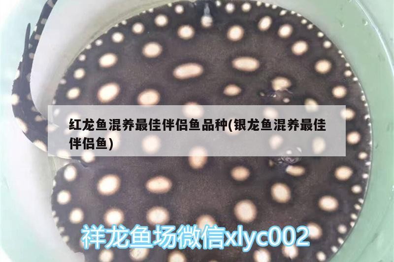 紅龍魚(yú)混養(yǎng)最佳伴侶魚(yú)品種(銀龍魚(yú)混養(yǎng)最佳伴侶魚(yú))